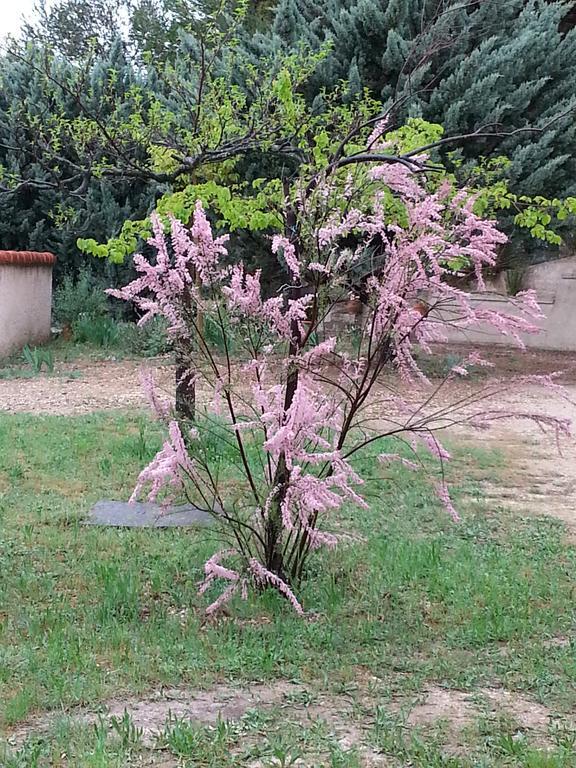 Lauris La Petite Maison De Marie Louise מראה חיצוני תמונה